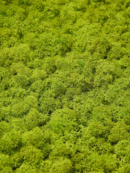 WoodUpp Akupixel | Moss Acoustic Panel
