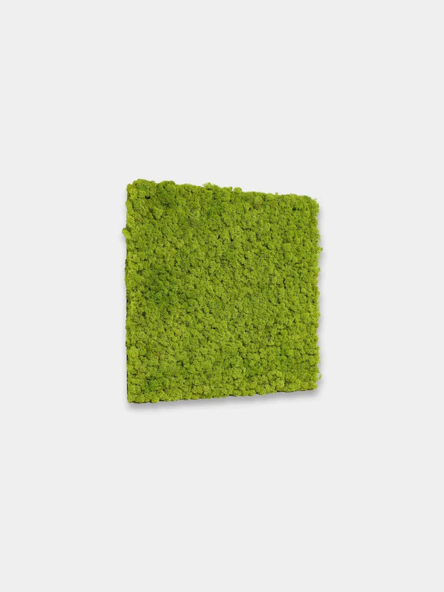 WoodUpp Akupixel | Moss Acoustic Panel - Image 6