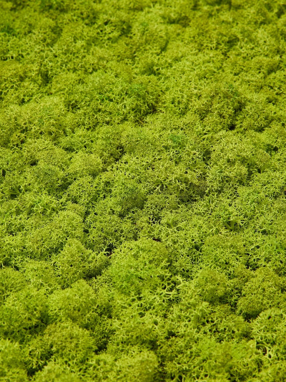 WoodUpp Akupixel | Moss Acoustic Panel - Image 8