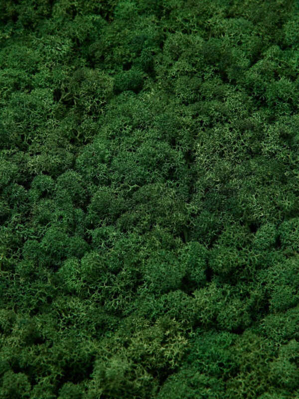 WoodUpp Akupixel | Moss Acoustic Panel - Image 3