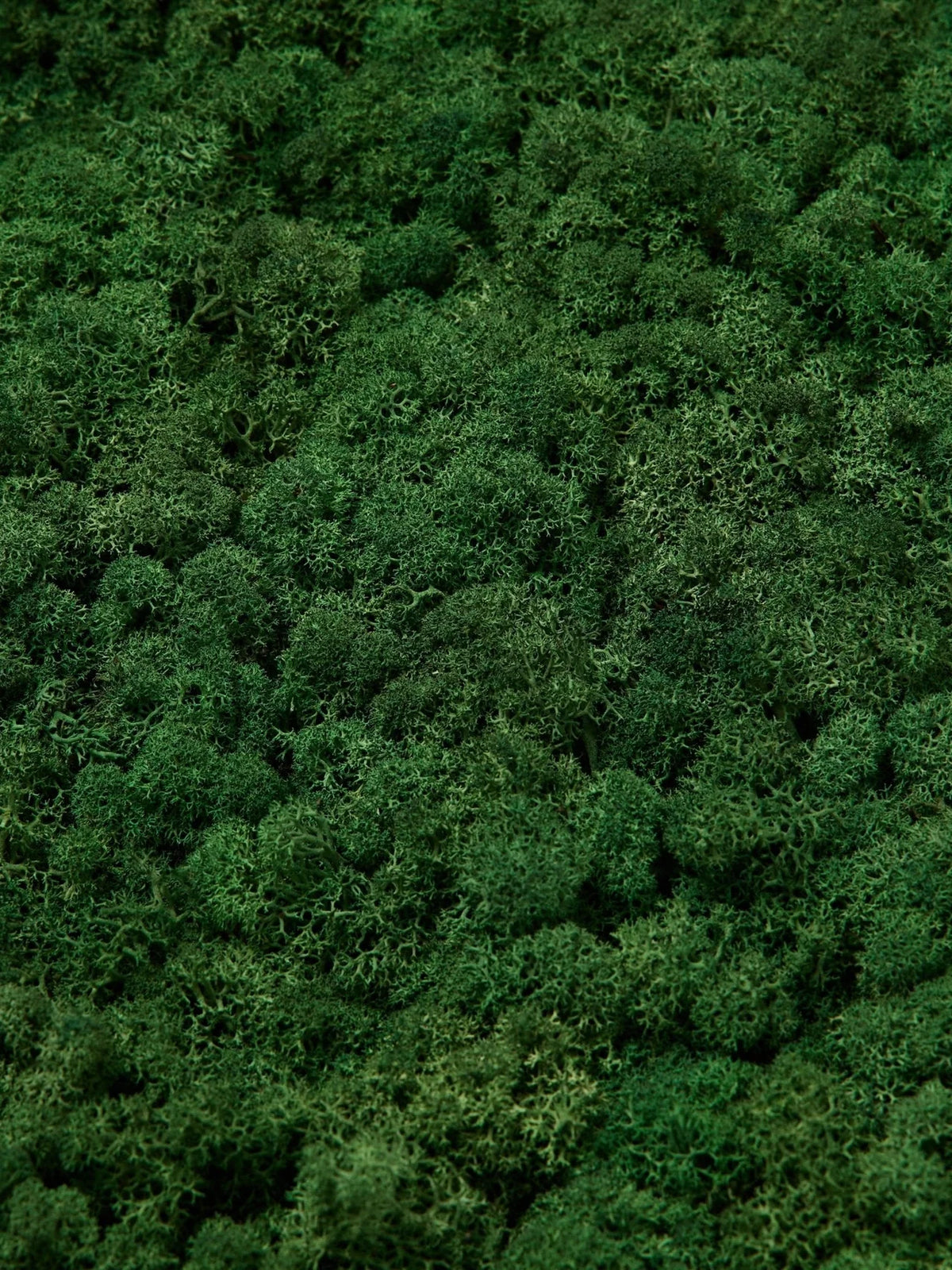 WoodUpp Akupixel | Moss Acoustic Panel - Image 3